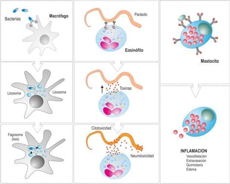 Conceptos básicos de la inmunidad innata Paradigmia