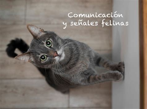 El lenguaje de los gatos Comunicación y señales Comunidad Retorn