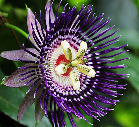 Passion Fruit History Thorne Produce