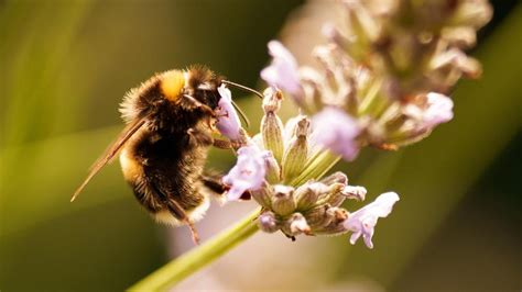 Naturschutz EuGH stärkt Schutz von Feldhamstern ZEIT ONLINE