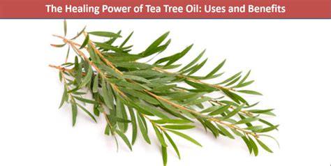 The Healing Power of Tea Tree Oil: Uses and Benefits