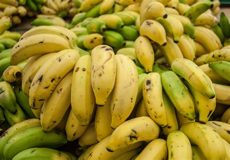 Filecavendish Banana From Maracaibo Wikimedia Commons