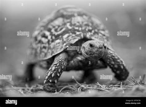 Black Leopard Tortoise Black And White Stock Photos And Images Alamy