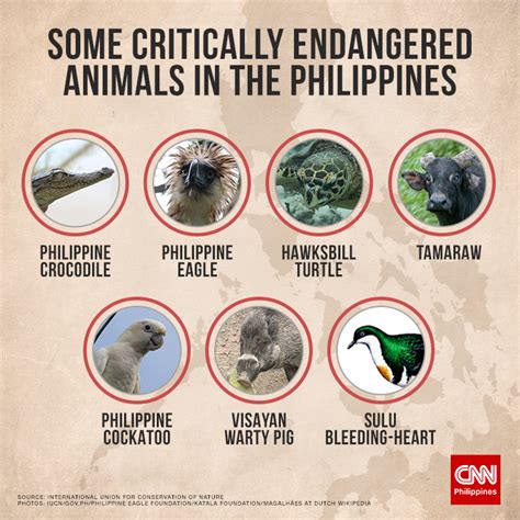 Endangered Animals In The Philippines PDF, 47% OFF