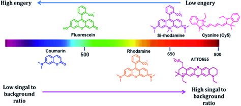 Emission Regions And Chemical Structures Of Commonly Used Fluorophores