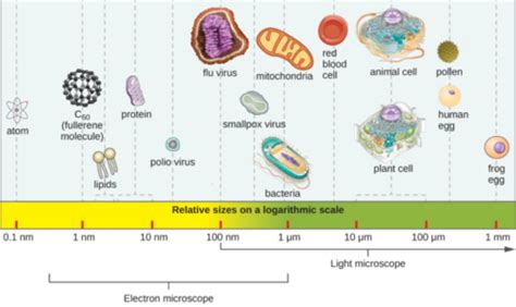 Chapter 1 Introduction And Historial Events In Microbiology Flashcards