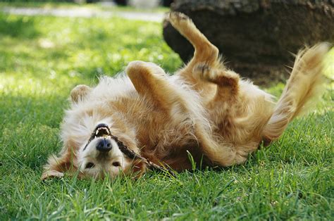 Il Cane Si Rotola Nell Erba Ma Perch Lo Fa Ecco Tutti I Motivi