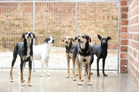 Departamento de Controle e Proteção Animal orienta sobre adoção