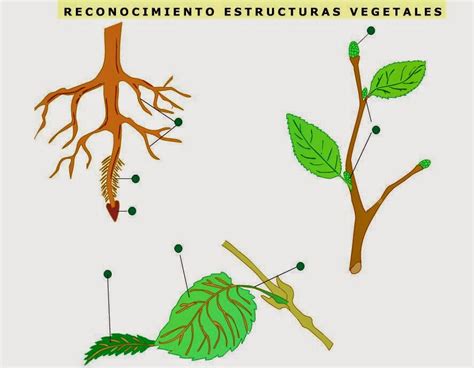 Biologia Bachcamp Eso Tema Plantas Tipos Nutrici N Y Reproducci N