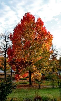 Bilder Von Amerikanischer Amberb Ume Liquidambar Styraciflua