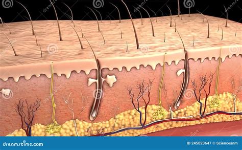 Structure Anatomique De La Peau Illustration Stock Illustration Du