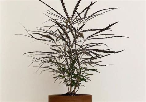 How to Grow and Care for Aralia Plant