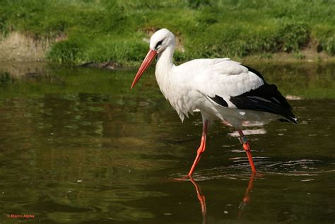 Marco Alpha Fotografie Rode Ibis En Ooievaar