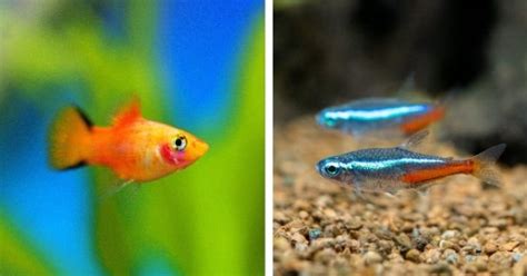 Les 10 espèces de poissons que l on peut mettre dans son aquarium