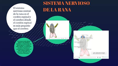 Sechenov Y Los Reflejos Del Cerebro