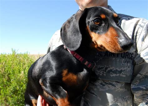 Dogs With Webbed Feet: Meet The Super-Swimmer Dog Breeds