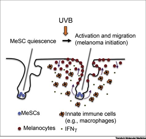 Hairy Matters In Melanoma Biology Trends In Molecular Medicine