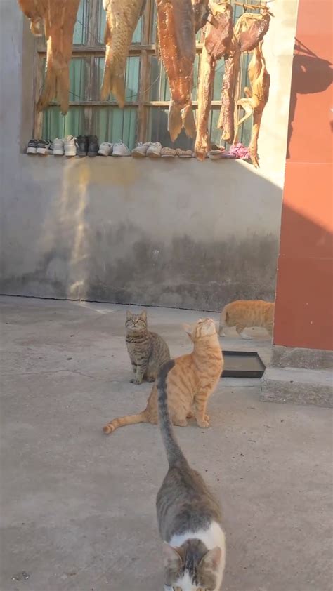 littlelionbaby520 | #foryou #fyp #cat #catsofinstagram #cats #catlover