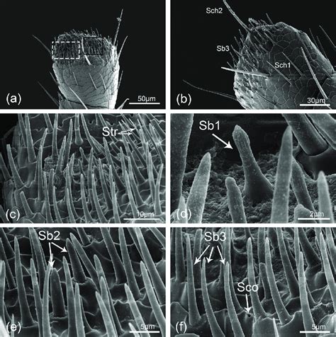 Hippodamia Variegata Scanning Electron Micrographs Of The Sensilla On