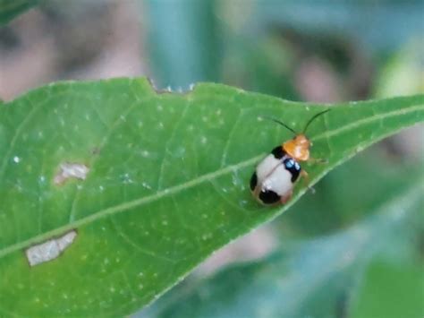 Phygasia Diluta Inaturalist