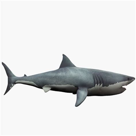 Great white shark 3D Model $15 - .blend - Free3D