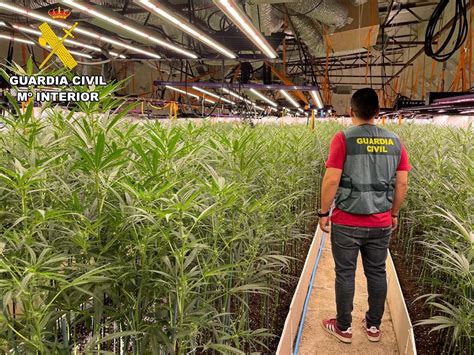 Desmantelan dos cultivos con más de 6 000 plantas de marihuana La Voz