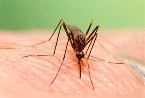 La Junta Detecta Un Aumento Muy Importante De Mosquitos Del Virus Del