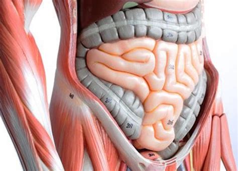 Colopathie Fonctionnelle Ou Syndrome Du Colon Irritable