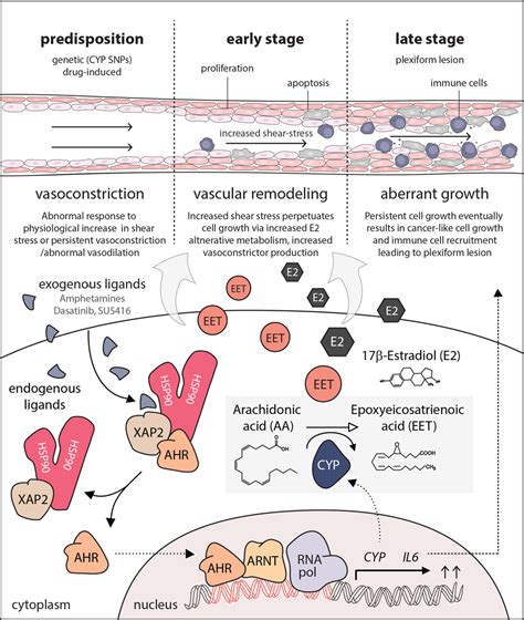 Role Of The Aryl Hydrocarbon Receptor ARNT Cytochrome P450 System In