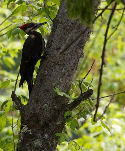 Pileated Woodpecker At Clear Lake State Park David Brossard Flickr