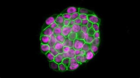 Lets Talk About Sex Chromosomes And Stem Cells Technology Networks