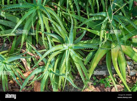 The Krantz Aloe Or Candelabra Aloe Aloe Arborescens In The Garden