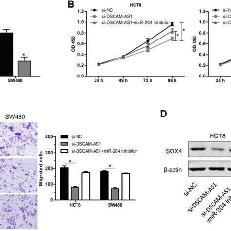 Dscam As Exerted Its Effects On Cc Cells Via Mir Sox Axis A