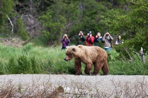 Coastal Brown Bears Of Katmai National Park Alaska Pics Matador