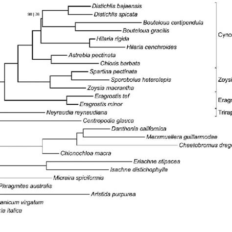 Maximum Likelihood Phylogram I E The Best Tree Inferred From