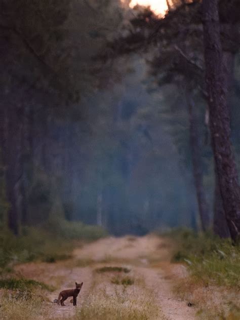 NATURE ET FORÊTS EN SARTHE Le Petit Sarthois