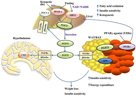 Metabolic role of ﬁbroblast growth factor 21 in liver adipose and