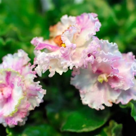 9 Types Of Pink African Violets African Violet Resource Center