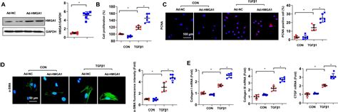 Frontiers High Mobility Group A Promotes Cardiac Fibrosis By