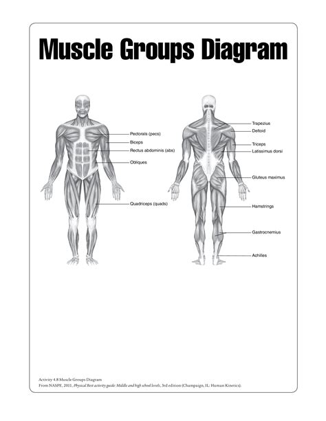 Printable Human Muscle Chart Anatomy Worksheets