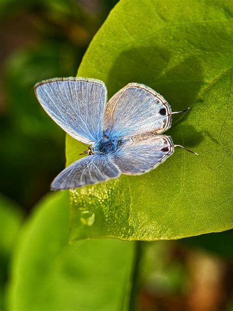 Borboleta Inseto Folhas Foto Gratuita No Pixabay Pixabay