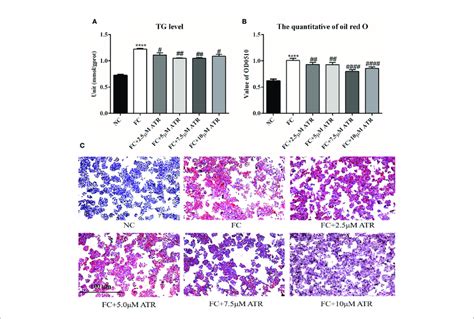 Effect Of Atr On Tg Level In Ffa Treated Hepg Cells A Changes In