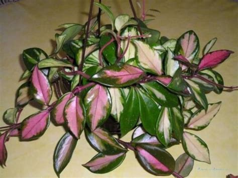 Хойя Триколор (Hoya Tricolor) | Hoya plants, House plants, Plants