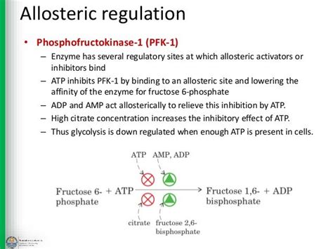 Gluconeogenesis - The Pathway and Regulation