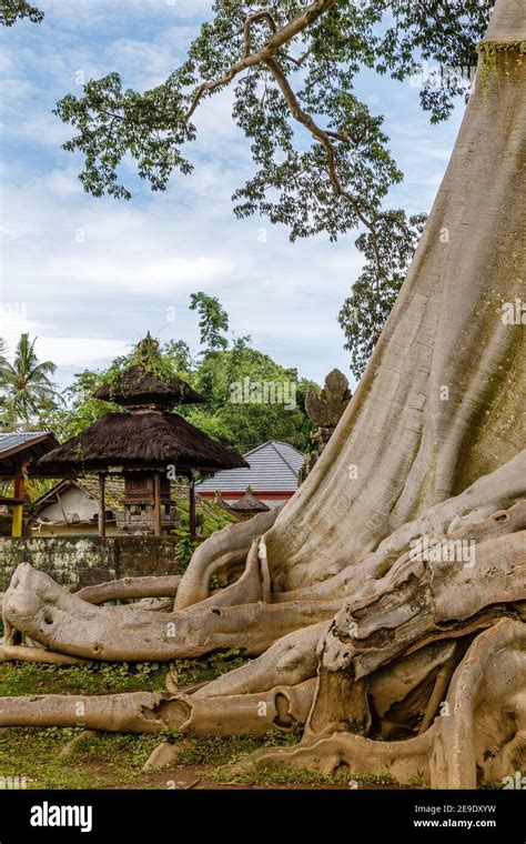 Tronco De Un Rbol Gigante Antiguo Algod N O Kapok Ceiba Pentandra En