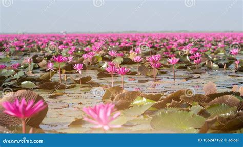 Picture Of Beautiful Lotus Flower Field Stock Photo Image Of Blossom