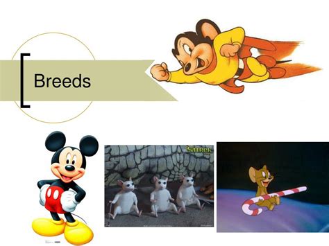 Ppt Biology And Anatomy Of Mouse Powerpoint Presentation Free