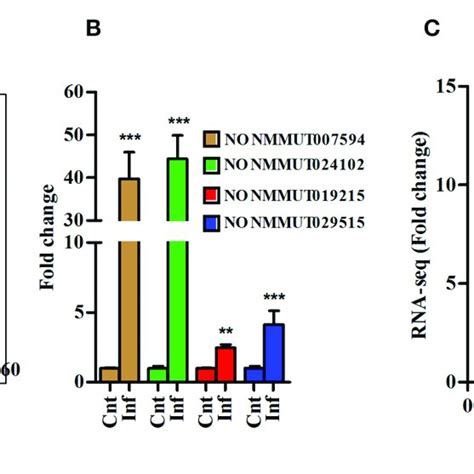 Differentially Expressed Lncrna Transcripts In Lungs Of Mouse