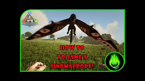 ARK LOST ISLAND HOW TO TAME A SINOMACROPS YouTube