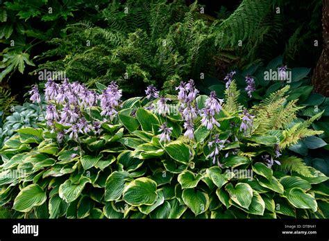 Hosta Green White Variegated Leaves Foliage Purple Flower Flowers